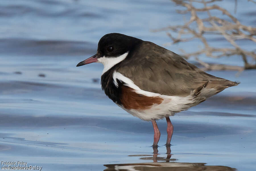 Red-kneed Dottereladult, identification