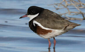 Red-kneed Dotterel