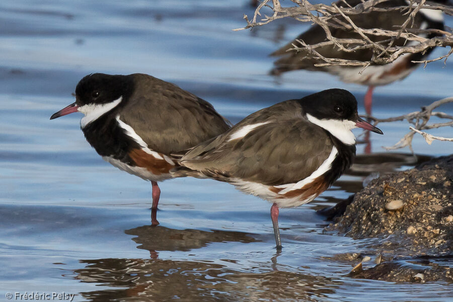 Red-kneed Dotterel