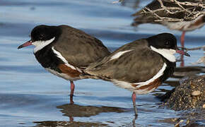 Red-kneed Dotterel