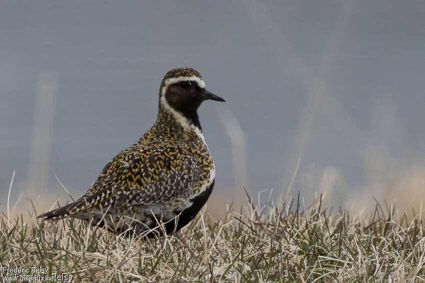 European Golden Ploveradult breeding