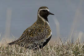 European Golden Plover