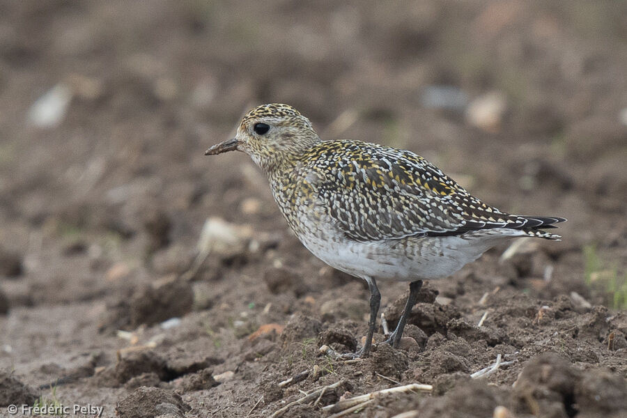 European Golden Plover