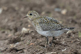 European Golden Plover