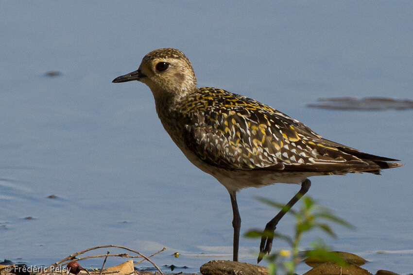 Pacific Golden Plover