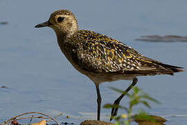 Pacific Golden Plover