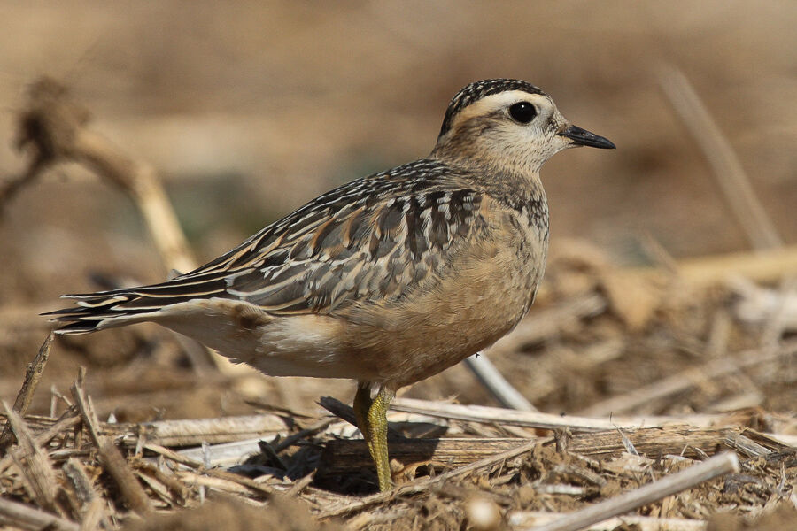 Eurasian Dottereljuvenile