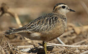 Eurasian Dotterel