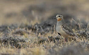 Tawny-throated Dotterel