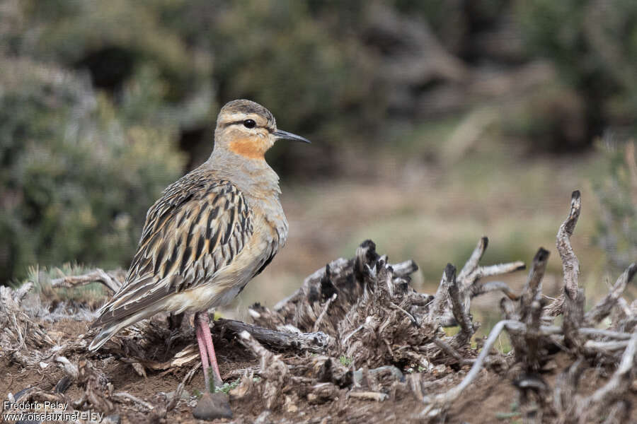 Tawny-throated Dottereladult, identification