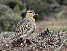 Tawny-throated Dotterel