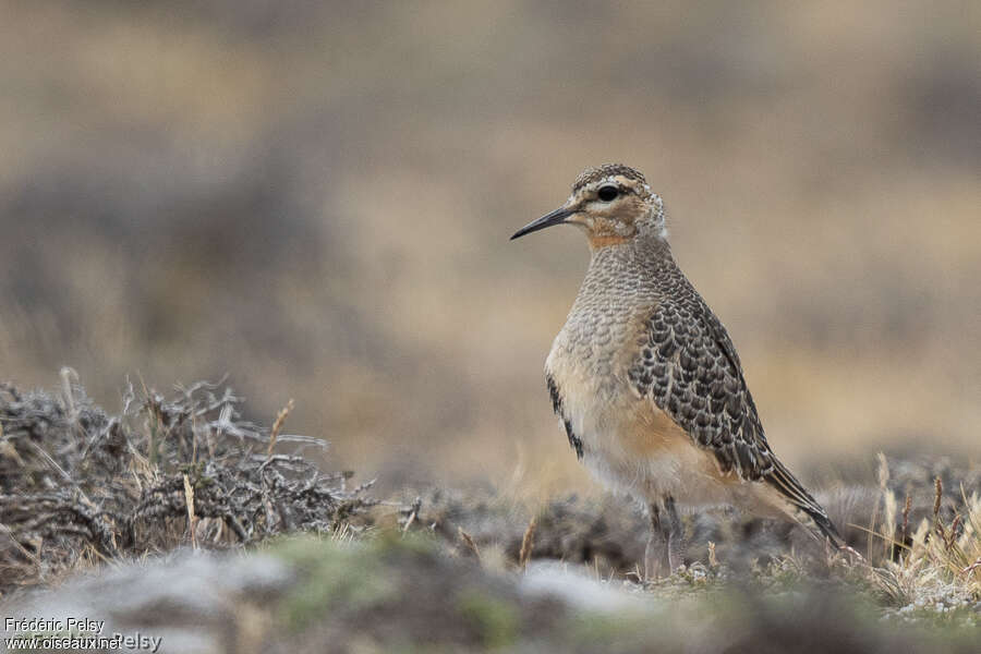 Tawny-throated Dottereljuvenile, identification