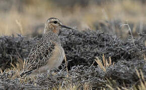 Tawny-throated Dotterel