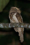 Palawan Frogmouth