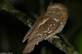 Philippine Frogmouth