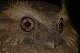 Philippine Frogmouth