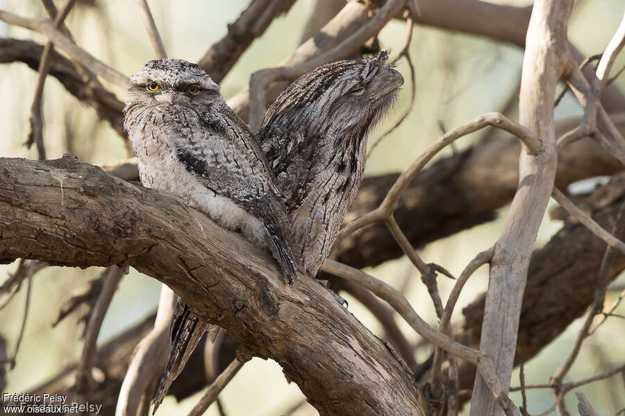 Tawny Frogmouth, Behaviour