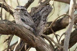 Tawny Frogmouth