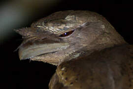 Marbled Frogmouth