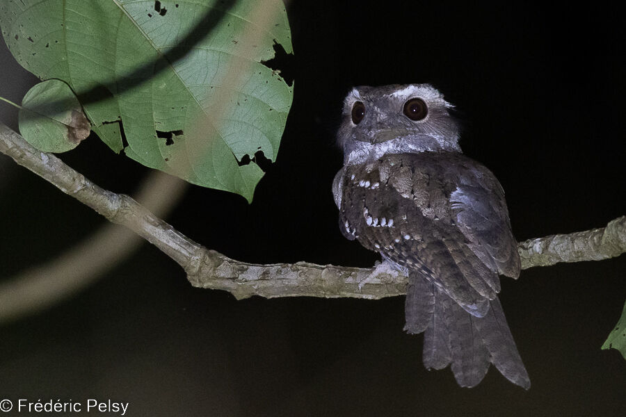 Marbled Frogmouth