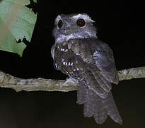 Marbled Frogmouth