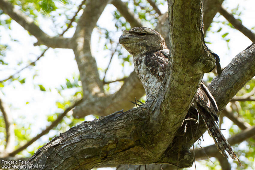 Papuan Frogmouth female adult