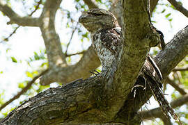 Papuan Frogmouth