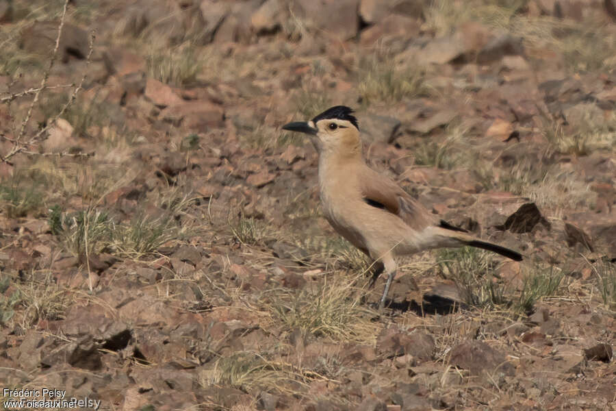 Mongolian Ground Jayadult, identification