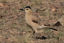 Mongolian Ground Jay