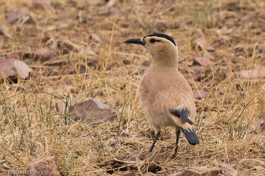 Henderson's Ground Jay