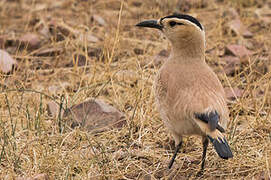 Henderson's Ground Jay