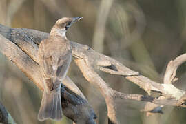 Little Friarbird