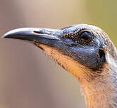 Polochion à menton jaune