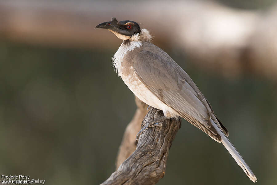 Noisy Friarbirdadult, identification