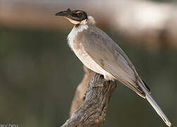 Noisy Friarbird