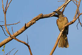 New Britain Friarbird