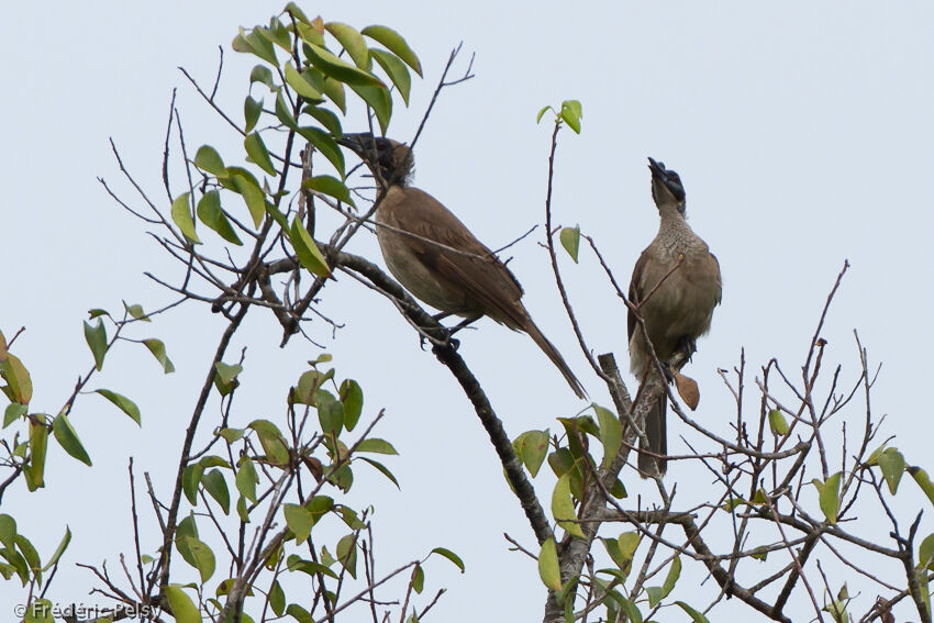 New Guinea Friarbirdadult