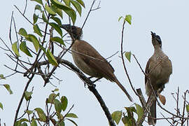 New Guinea Friarbird