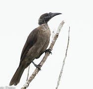 New Guinea Friarbird