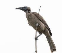 New Guinea Friarbird