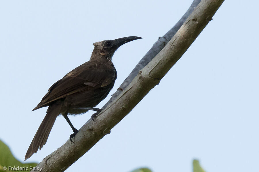 White-streaked Friarbird