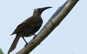 White-streaked Friarbird