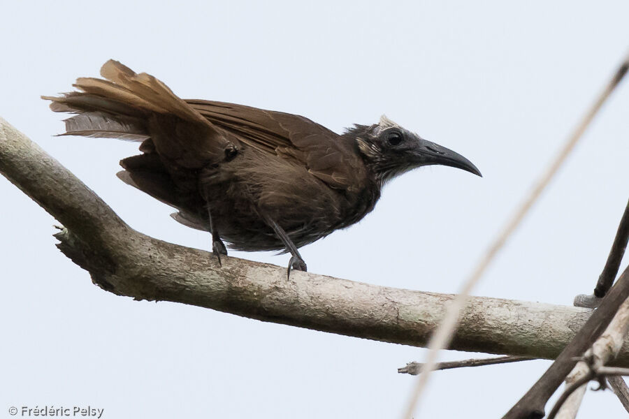 White-streaked Friarbird