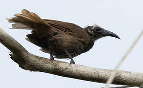 White-streaked Friarbird