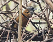 Slender-billed Scimitar Babbler