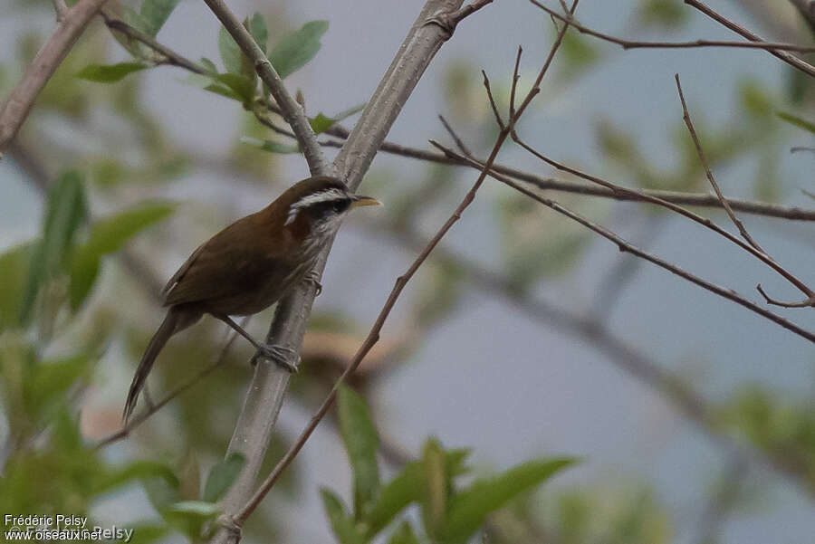 Streak-breasted Scimitar Babbleradult, identification