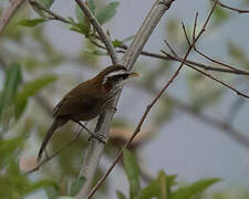 Streak-breasted Scimitar Babbler