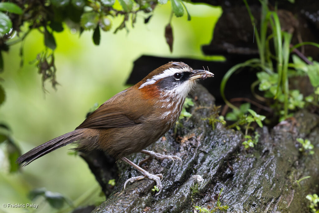 Streak-breasted Scimitar Babbler