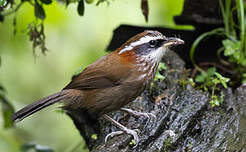 Pomatorhin à col roux