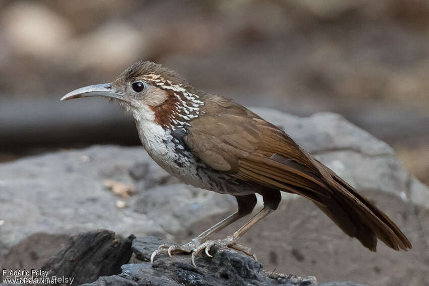 Pomatorhin à long becadulte, identification